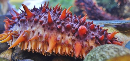 Goloturia (castraveți de mare), portal de acvariu