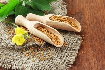 Mustard - proprietăți medicinale și aplicații în medicină