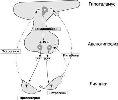 Reglarea hormonală a ciclului ovarian-menstrual - stadopedie