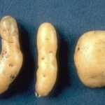 Tuberculi goi de cartofi (fusiformitate) simptome, lupta