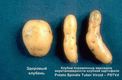 Tuberculi goi de cartofi (fusiformitate) simptome, lupta