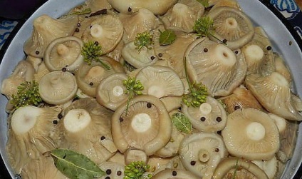 Pregătirea de bomboane delicioase din ciuperci uscate pentru rețetele de iarnă pentru decapare, decapare și congelare