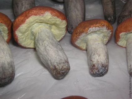 Ciuperci din papuc mache