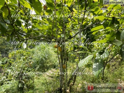Indonézia, Bali, a termelés farm Luwak kávé (kopi Luwak) Szeretem bas agrotourism - «Miért