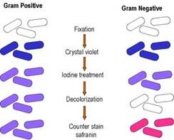 Infectologia ca știință și locul în ea a microbiologiei