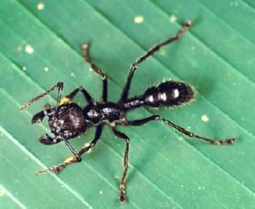 Informații interesante despre viața furnicilor