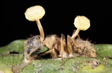 Informații interesante despre viața furnicilor