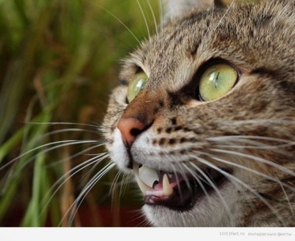 Informații interesante despre mustața pisicii - sursa unei bune dispoziții