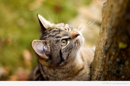 Érdekes tények a macska bajsza - a forrása a jó hangulat