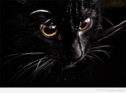 Informații interesante despre mustața pisicii - sursa unei bune dispoziții