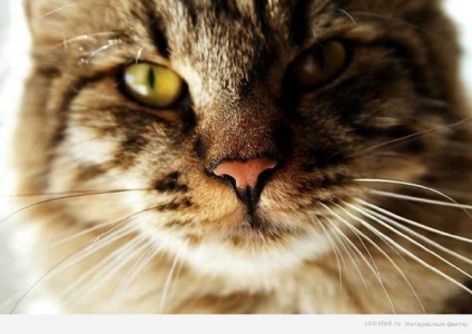 Érdekes tények a macska bajsza - a forrása a jó hangulat