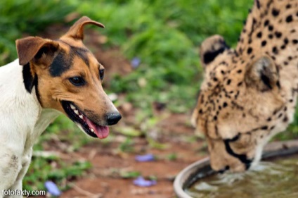 Fotografie interesantă a prieteniei dintre pisici și câini, fapte foto - știri interesante în fotografii, fotofactori