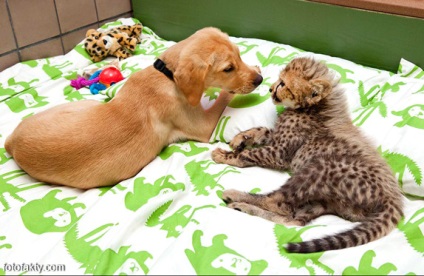 Fotografie interesantă a prieteniei dintre pisici și câini, fapte foto - știri interesante în fotografii, fotofactori