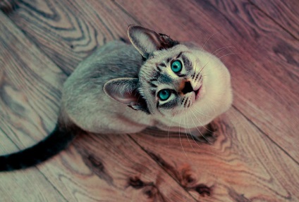Experimentezi pisicilor o dispreț inexplicabilă a pisicii ca un indicator al karmeliei