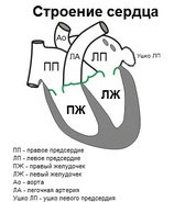 Izolarea abdomenului lp - Complex de cercetare și producție cardiologică rusă