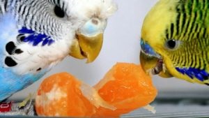 Cum să dai enterosgel unui papagal ondulat