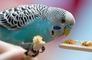 Cum să dai enterosgel unui papagal ondulat