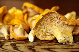 Cum să chanterelles ciuperci bucătar pentru modul de iarnă de pregătire și rețete de gătit cu o fotografie