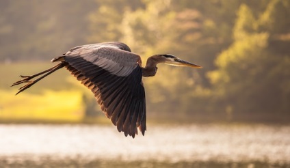 Milyen madarak repülnek délre az ősszel, ezért a madarak visszatérnek délről, navigáció madarak, különösen a