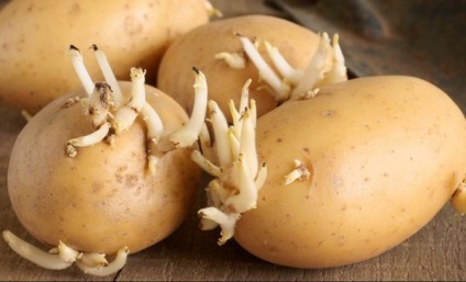 Care sunt proprietățile medicinale ale germenilor de cartofi și cum să pregătești remedii folclorice de la ei