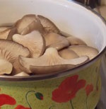Cum și cum să gătești ciupercile de stridii