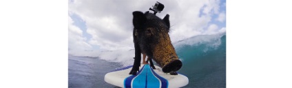 Hogyan kell használni GoPro, míg a szörfözés, végtelen nyár