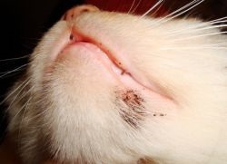 Cum să tratăm acneea la o pisică pe bărbie