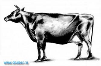 Cât de ușor este să desenați o vacă în creion pas cu pas