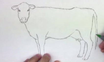 Hogyan könnyű felhívni a tehén ceruzával szakaszokban