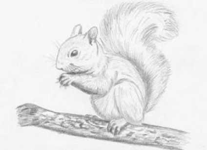 Cum să atragă o veveriță în creion pas cu pas pentru începători