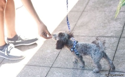 Cum să-i înveți pe un câine să meargă pe o instrucțiune pas cu pas