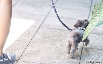 Cum să-i înveți pe un câine să meargă pe o instrucțiune pas cu pas