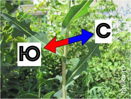 Cum să identificați părțile laterale ale plantelor ușoare - compase