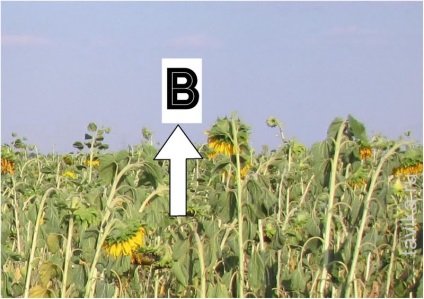 Cum să identificați părțile laterale ale plantelor ușoare - compase