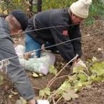 Hogyan mossa a fehér cipő sárga foltokat és szennyeződéseket a lakásban, kérdések és válaszok