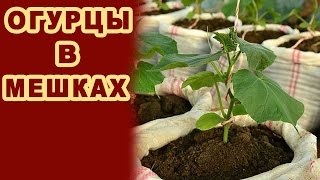 Cum să plantezi castraveți în saci mod de creștere