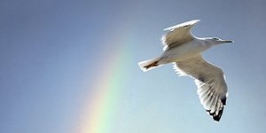 Cum de a prinde păsări de secrete de fericire de succes misterios