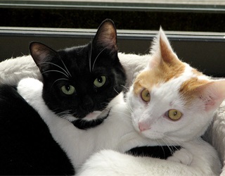 Cum să introduci și să faci prieteni doi pisici care locuiesc pe același teritoriu, o pisică și o pisică