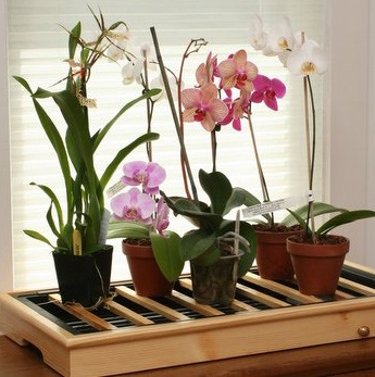 Hogyan vásároljon egy orchidea vár