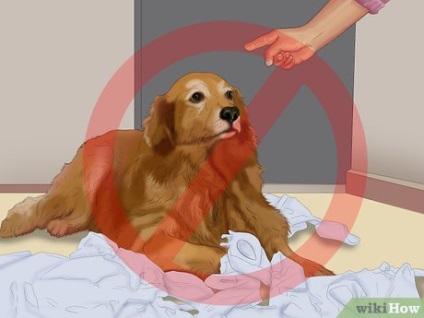 Hogyan kell tanítani a kutyát, hogy a WC a lakásban