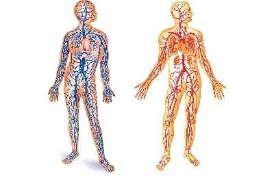 Cum să verificați navele întregului corp și corpul de cercetare și diagnostice, verificarea stării și