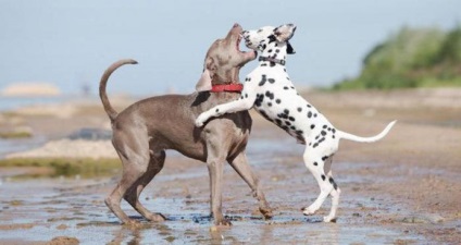 Cum să se comporte, dacă câinele atacă ce să facă sfatul dogologului