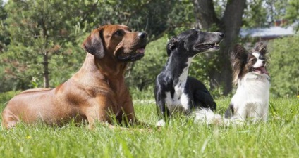 Cum să se comporte, dacă câinele atacă ce să facă sfatul dogologului