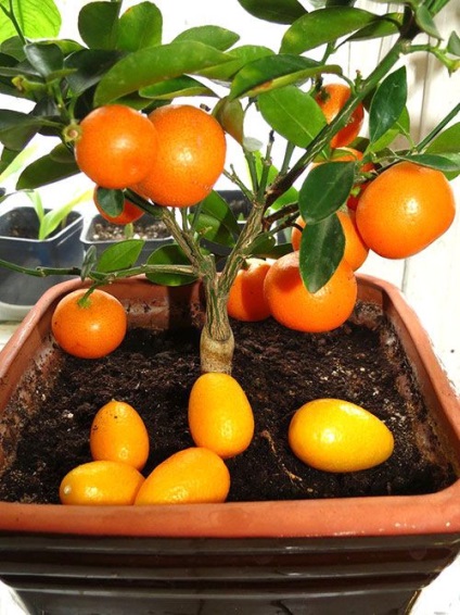 Cum să crești un pom de portocaliu dintr-un os, o fotografie a unei plante este un lucru ușor de făcut