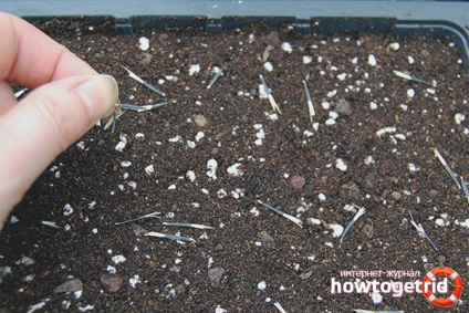 Cum să crească gălbenele din semințe