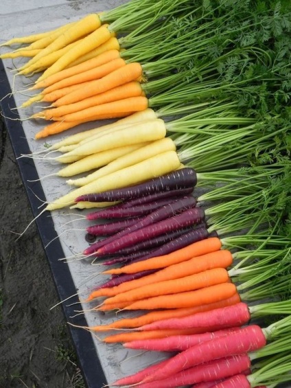 Cum să crească un morcov frumos, neted - secretele grădinarilor