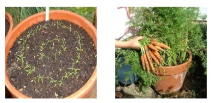 Cum să crească morcovii într-o oală pe un prag de fereastră