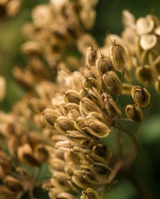 Cum să crească patrunjelul și mararul - împărtășim un secret! Greenmarket