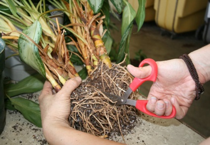 Calathea - otthoni gondozást