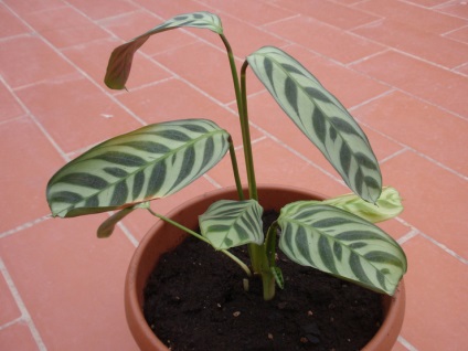 Calathea - otthoni gondozást